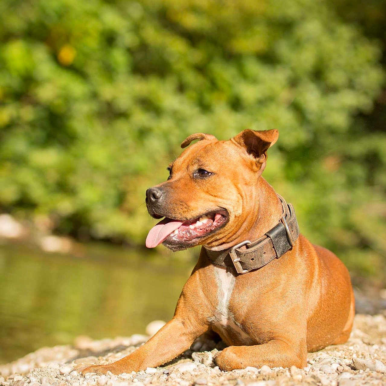 Mayla a rejoint le concours — aidez-le/la à gagner de superbes lots ! animal, brown_dog, canine, collar, daylight, dog, ears, fur, greenery, muzzle, nature, outdoor, pebble_beach, pet, relaxation, resting, river, sunny, tongue_out, water