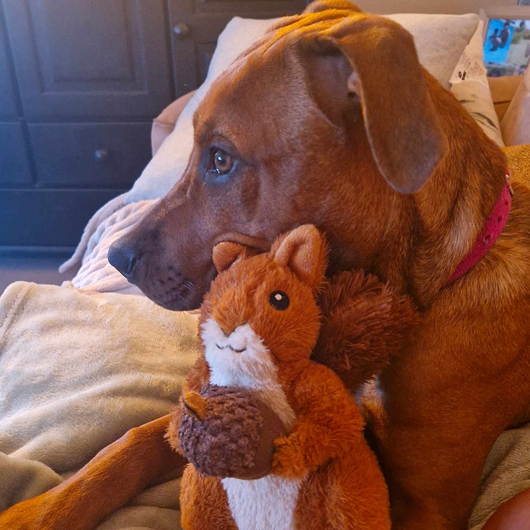 Dori a rejoint le concours — aidez-le/la à gagner de superbes lots ! acorn, animal, blanket, brown_dog, collar, comfort, couch, dog, ears, fur, furniture, home, indoor, nose, pet, plush_toy, relaxing, side_view, soft, squirrel_toy