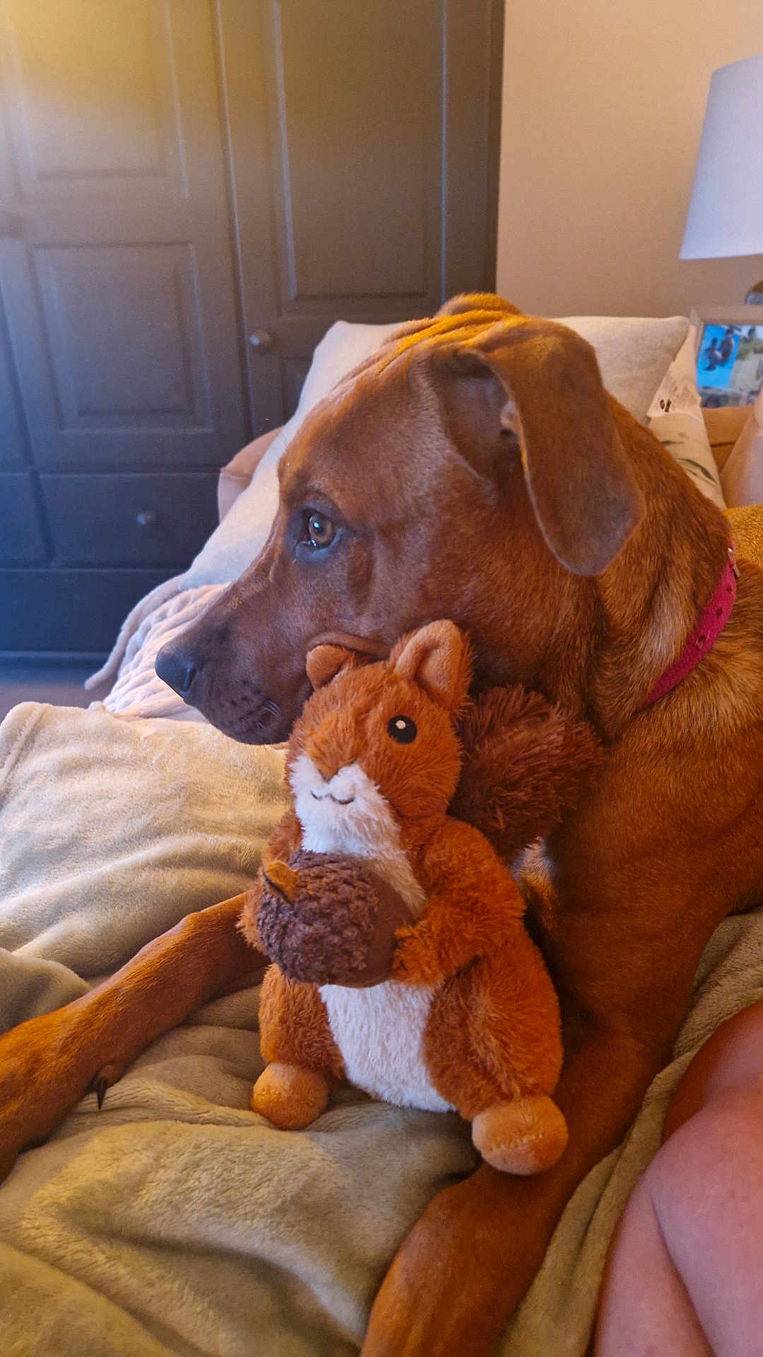 Dori a rejoint le concours — aidez-le/la à gagner de superbes lots ! dog, brown_dog, plush_toy, squirrel_toy, acorn, blanket, couch, indoor, pet, animal, fur, ears, nose, collar, relaxing, side_view, comfort, home, furniture, soft