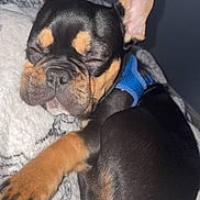 Jovi joined the competition — help win amazing prizes! dog, puppy, sleeping, blue_harness, blanket, indoor, close_up, cute, resting, pet, fur, black_and_tan, small_dog, canine, animal, cozy, relaxed, napping, paw, ear