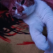 Rosi participe au concours pour gagner de l'argent avec cette photo : cat, ginger_cat, white_cat, pet, animal, feline, indoor, blanket, patterned_blanket, resting, relaxed, close_up, paw, fur, cute, domestic_cat, sleepy, cozy, soft, companion