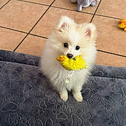 Copito is registered to the contest to win money with this photo: animal, canine, dog, dogbed, eskimodog, person, pet, puppy, toy, whitedog