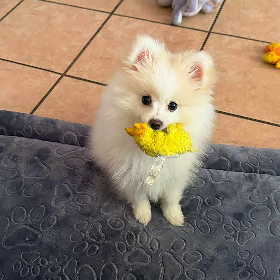 Copito