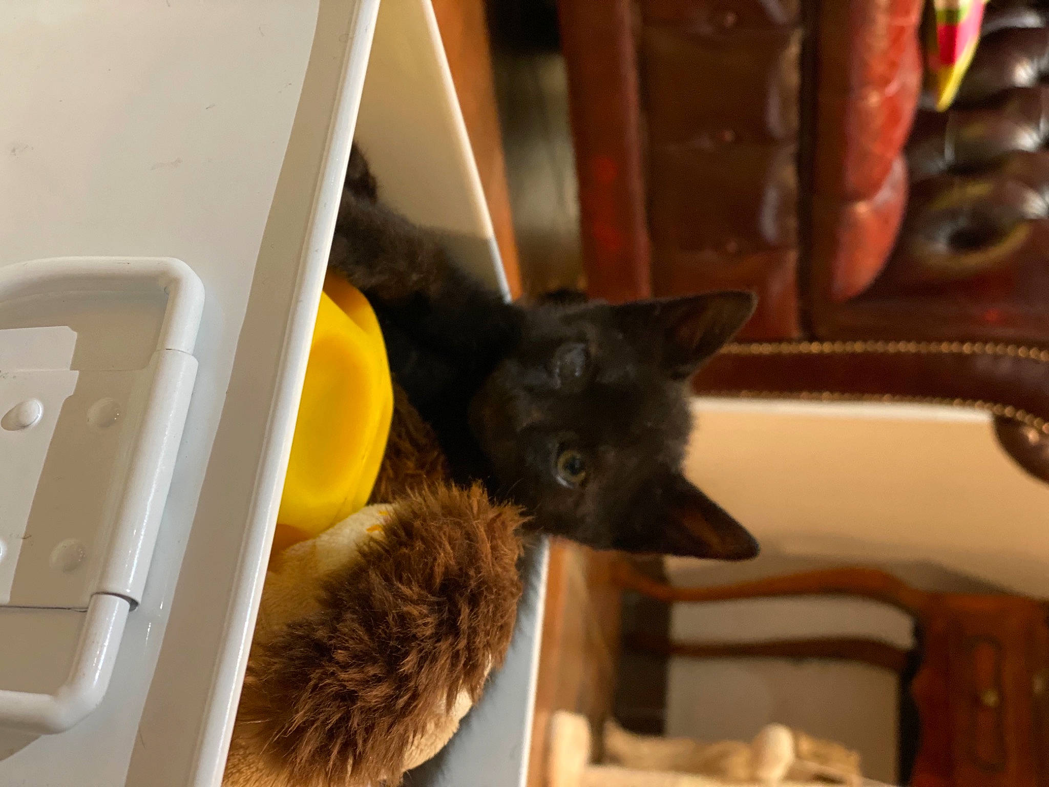 Sidney participe au concours pour gagner de l'argent avec cette photo : black_cat, burmese, carnivore, cat, domestic_short_haired_cat, felidae, kitten, korat, russian_blue, small_to_medium_sized_cats, whiskers