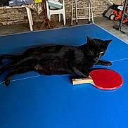 Sidney participe au concours pour gagner de l'argent avec cette photo : black_cat, cat, feline, lying_down, stretched_out, ping_pong_table, table_tennis, paddle, blue_surface, red_paddle, indoor, rustic, stone_wall, ladder, plastic_chair, garden_tools, wooden_furniture, relaxed, portrait, household_scene