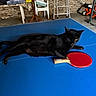black_cat, cat, feline, lying_down, stretched_out, ping_pong_table, table_tennis, paddle, blue_surface, red_paddle, indoor, rustic, stone_wall, ladder, plastic_chair, garden_tools, wooden_furniture, relaxed, portrait, household_scene
