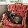 dog, pet, hound, brown_dog, lying_down, sitting, armchair, upholstery, velvet, ornate_furniture, living_room, indoor, window, daylight, portrait, collar, relaxed, alert, home_decor, elegant