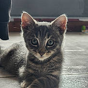Aslan participe au concours pour gagner de l'argent avec cette photo : kitten, cat, tabby, fur, whiskers, floor, tile, indoor, pet, cute, animal, young, face, ears, eyes, paws, resting, looking, closeup, domestic