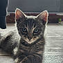 kitten, cat, tabby, fur, whiskers, floor, tile, indoor, pet, cute, animal, young, face, ears, eyes, paws, resting, looking, closeup, domestic