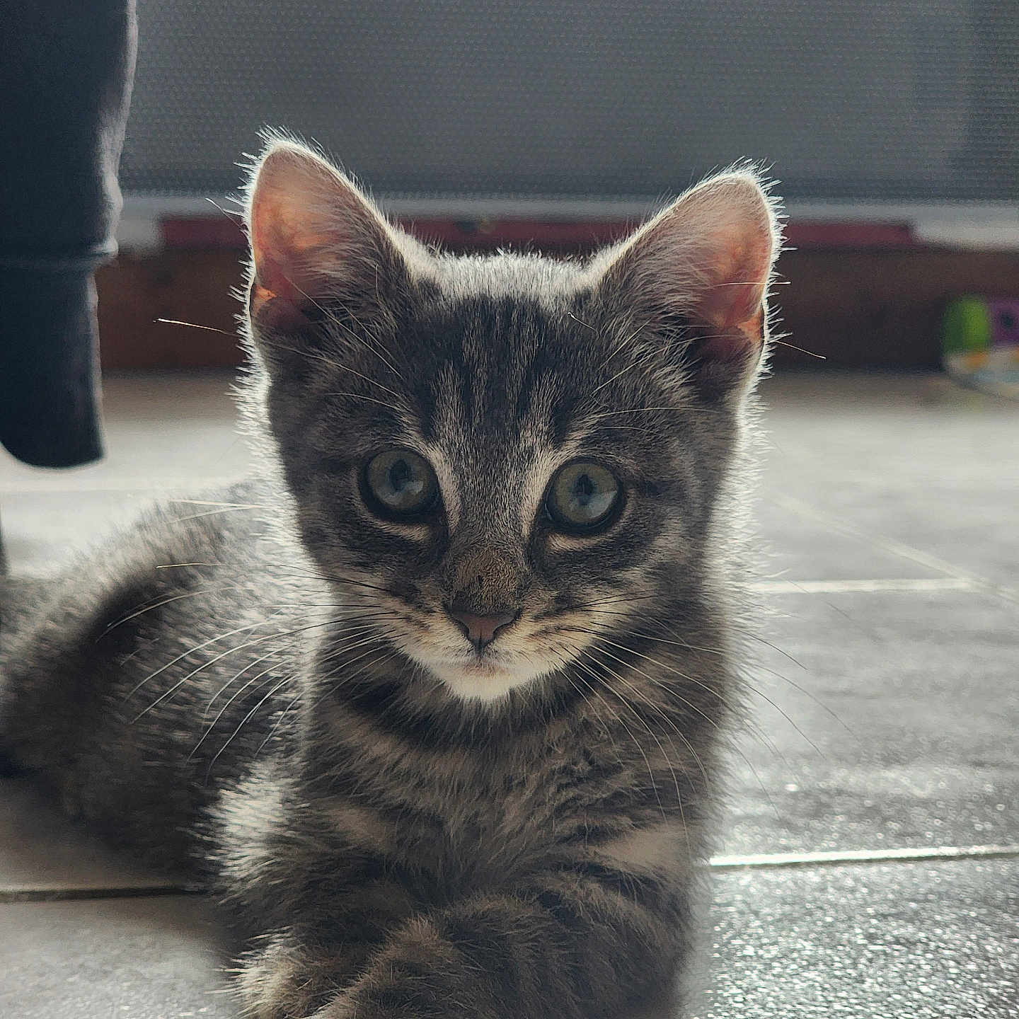 Aslan participe au concours pour gagner de l'argent avec cette photo : animal, cat, closeup, cute, domestic, ears, eyes, face, floor, fur, indoor, kitten, looking, paws, pet, resting, tabby, tile, whiskers, young