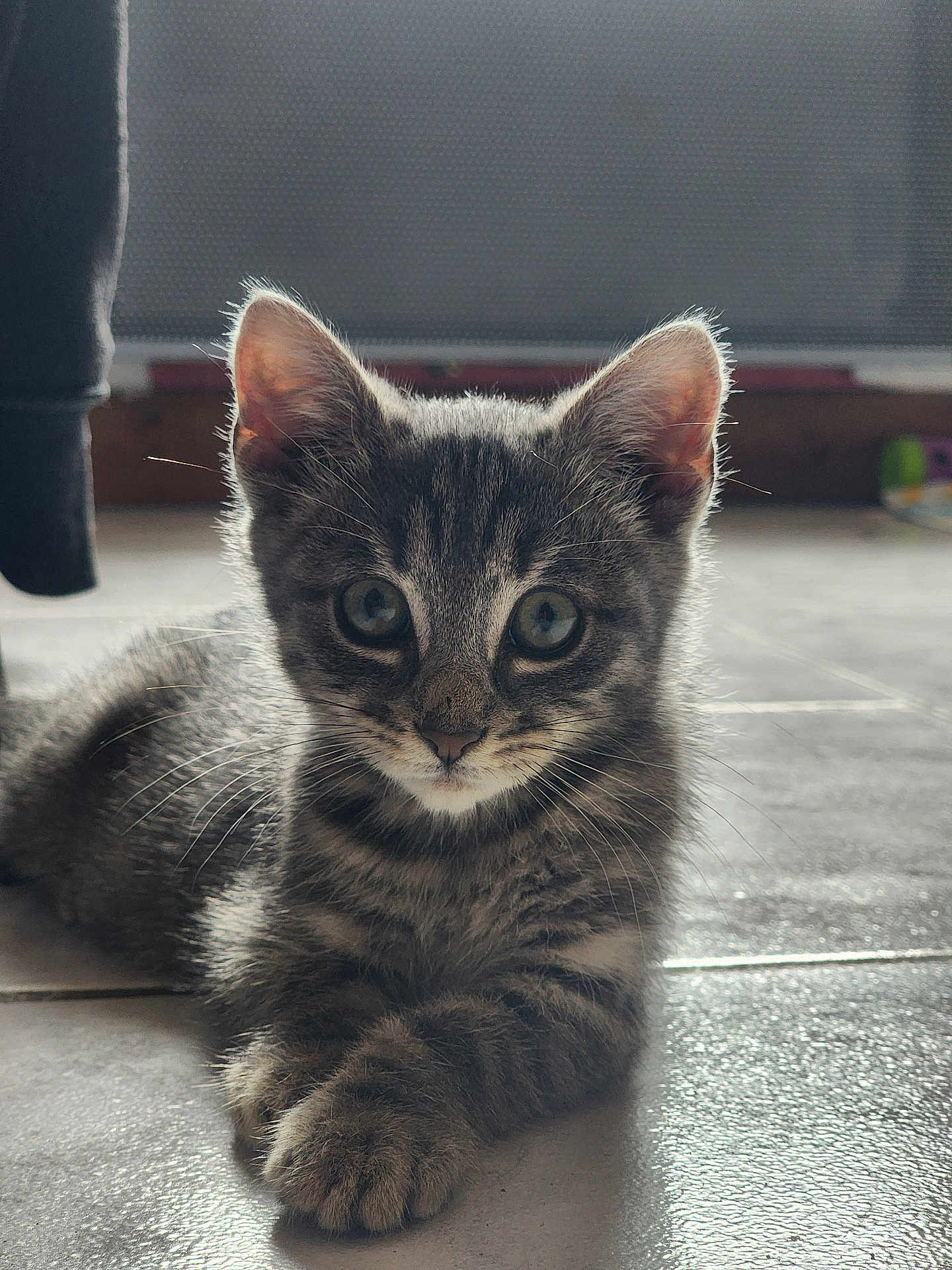 Aslan participe au concours pour gagner de l'argent avec cette photo : kitten, cat, tabby, fur, whiskers, floor, tile, indoor, pet, cute, animal, young, face, ears, eyes, paws, resting, looking, closeup, domestic