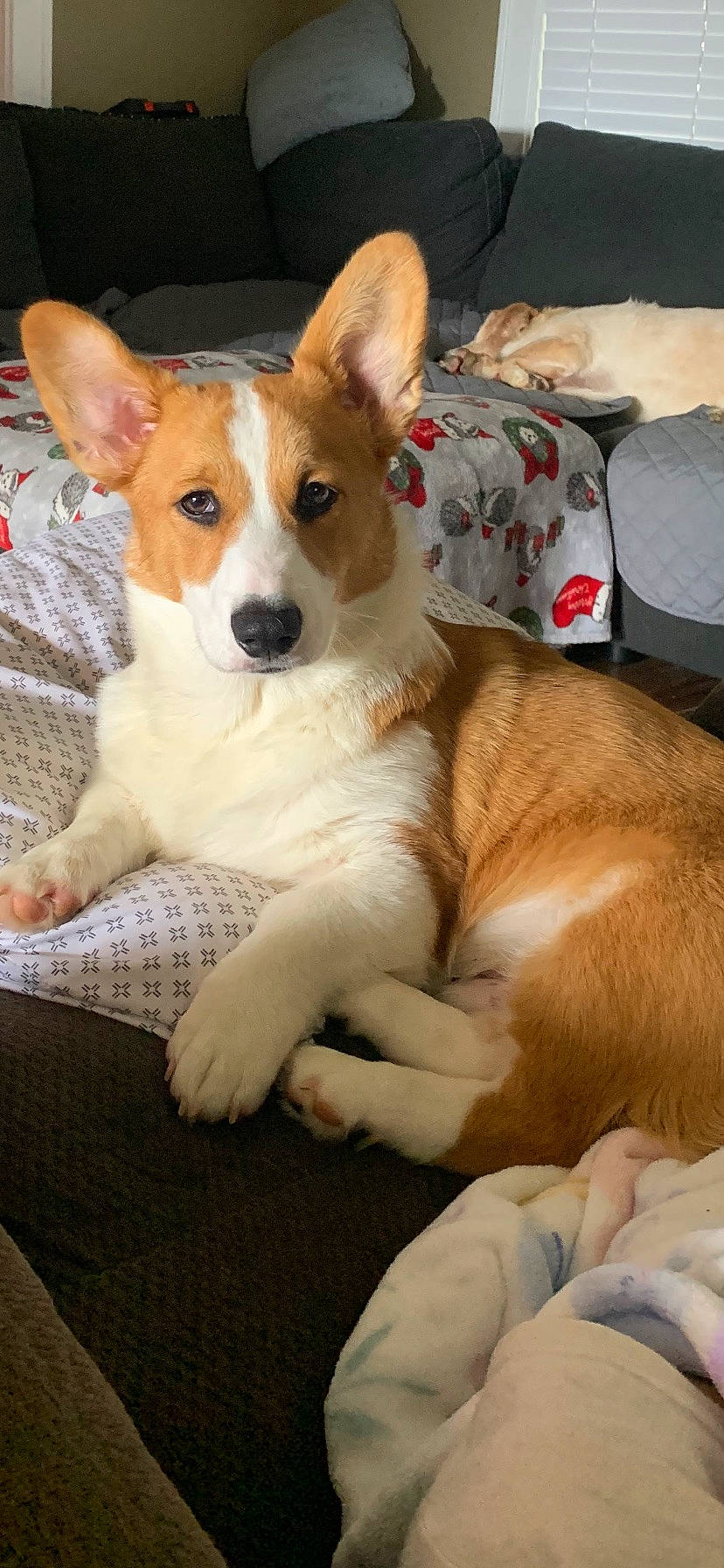 Winston joined the competition — help win amazing prizes! canidae, carnivore, comfort, companion_dog, dog, dog_breed, fur, irishjacks, paw, sporting_group, whiskers