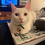 Suki joined the competition — help win amazing prizes! animal, bell, blurred_background, cat, close_up, collar, domestic, ears, eyes, fur, furniture, home, indoor, pet, pizza_box, relaxed, table, television, whiskers, white_cat