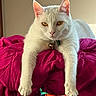 Suki joined the competition — help win amazing prizes! animal, bell, blanket, cat, closeup, collar, cozy, domestic_animal, feline, fur, golden_eyes, indoor, paws, pet, portrait, purple_blanket, relaxed, resting, staring, white_cat