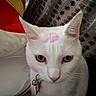 Suki is registered to the contest to win money with this photo: animal, cat, closeup, collar, cushion, domestic_cat, eyes, face, fur, indoor, keys, kiss_mark, patterned_fabric, pet, pink, portrait, red, whiskers, white_cat, yellow