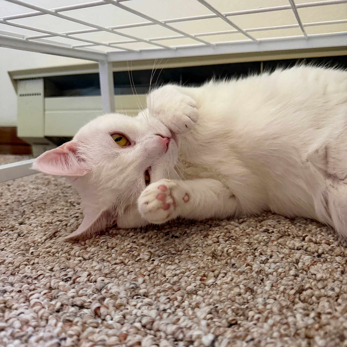 Suki