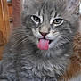 kitten, cat, gray_fur, tabby, tongue_out, cute, fluffy, whiskers, pet, animal, indoor, closeup, playful, young, feline, ears, paws, fur_pattern, domestic, curious