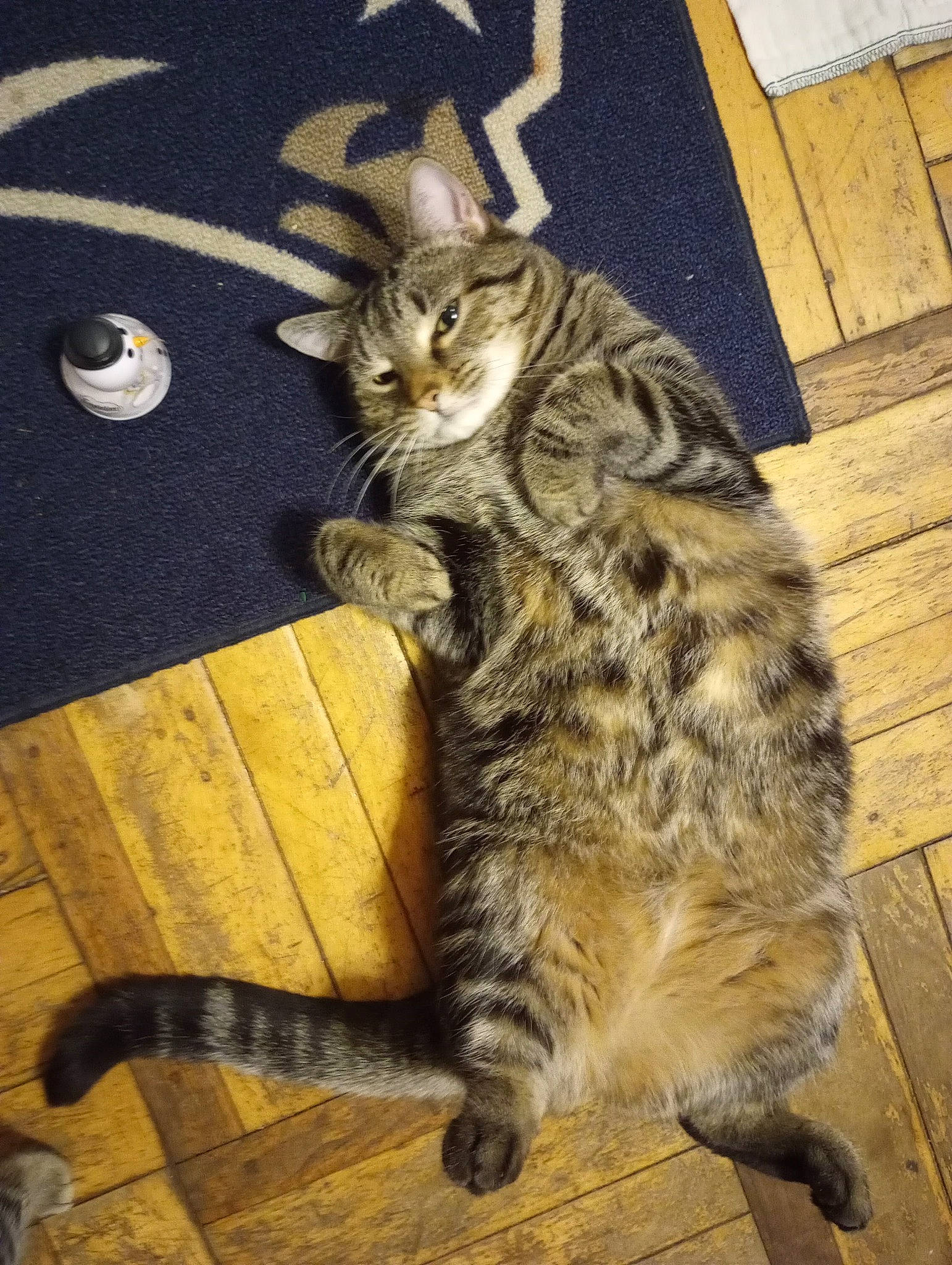 Babygirl joined the competition — help win amazing prizes! carnivore, cat, claw, domestic_short_haired_cat, eye, felidae, flooring, foot, fur, hardwood, paw, sitting, small_to_medium_sized_cats, snout, tail, terrestrial_animal, whiskers, wildlife, wood