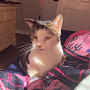 Chance joined the competition — help win amazing prizes! cat, feline, pet, blanket, bed, bedroom, dresser, hat_rack, hats, tv, door, whiskers, green_eyes, sunlight, cozy, indoor, fur, paws, bedding, flooring