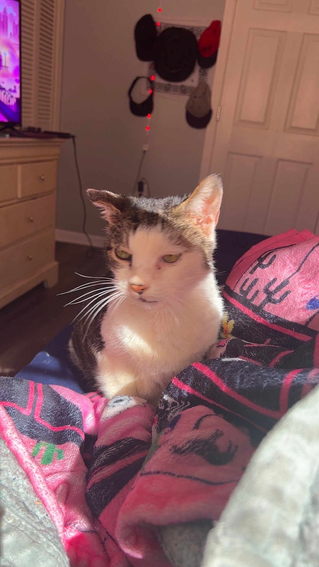 Chance joined the competition — help win amazing prizes! cat, feline, pet, blanket, bed, bedroom, dresser, hat_rack, hats, tv, door, whiskers, green_eyes, sunlight, cozy, indoor, fur, paws, bedding, flooring