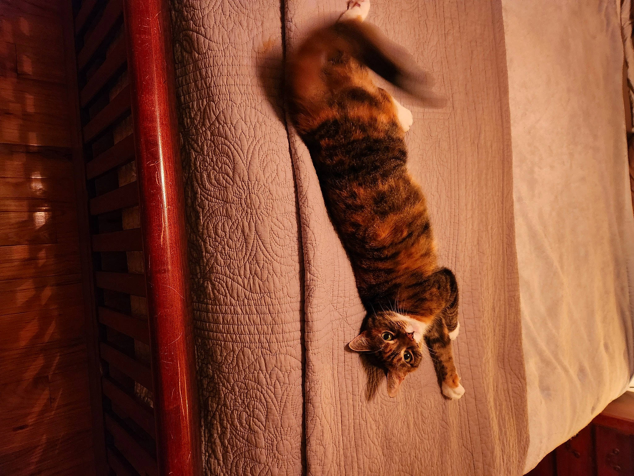 Izzie is registered to the contest to win money with this photo: big_cats, brown, carnivore, cat, claw, dog_breed, fawn, felidae, fur, hardwood, reptile, room, small_to_medium_sized_cats, snout, sporting_group, tail, terrestrial_animal, tints_and_shades, whiskers, wood