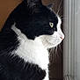 Kebab participe au concours pour gagner de l'argent avec cette photo : black, black_and_white, black_cat, cat, cat_like_mammal, domestic_short_haired_cat, european_shorthair, fur, mammal, small_to_medium_sized_cats, snout, whiskers
