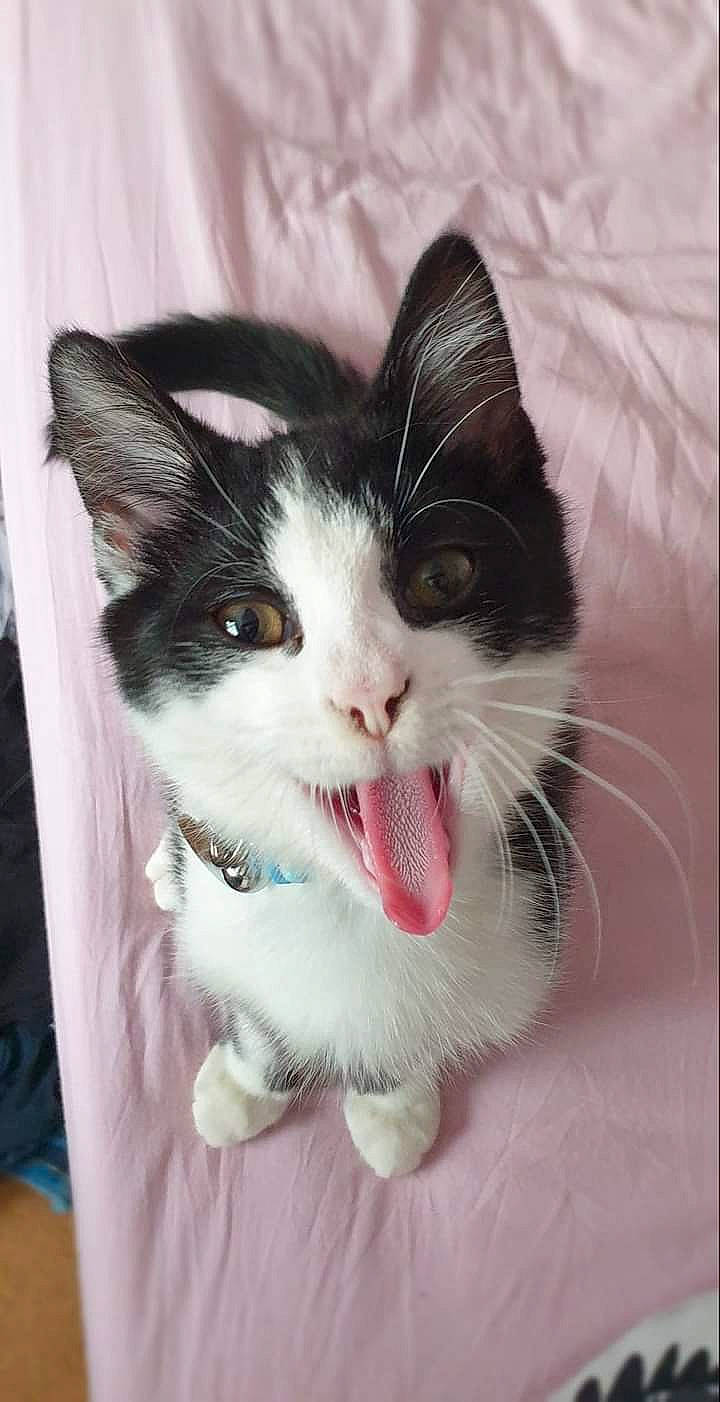 Spook joined the competition — help win amazing prizes! carnivore, cat, claw, domestic_short_haired_cat, eye, fang, felidae, foot, fur, iris, jaw, nose, paw, small_to_medium_sized_cats, snout, tail, whiskers