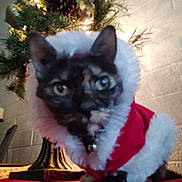 Cleopatra is registered to the contest to win money with this photo: cat, christmas, holiday, decorations, tree, lights, pine_cone, red_clothing, white_fur_trim, indoor, festive, pet, animal, fur, close_up, blur, background, table, bell, costume