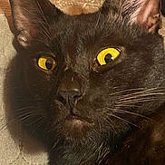 Gato joined the competition — help win amazing prizes! cat, black_cat, close_up, yellow_eyes, whiskers, fur, pet, animal, face, portrait, curious, alert, indoor, texture, soft_light, mammal, domestic_animal, feline, close_up_face, expression