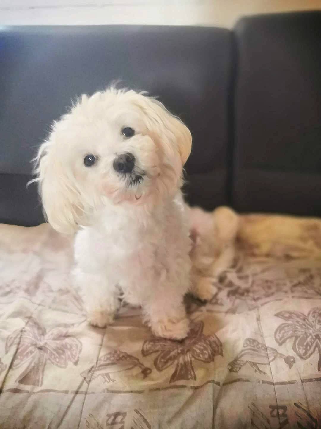 Rex a rejoint le concours — aidez-le/la à gagner de superbes lots ! canidae, carnivore, companion_dog, dog, dog_breed, firefighter, flooring, fur, labradoodle, maltepoo, non_sporting_group, shih_poo, small_terrier, snout, sporting_group, terrier, toy_dog, water_dog, working_animal, yorkipoo