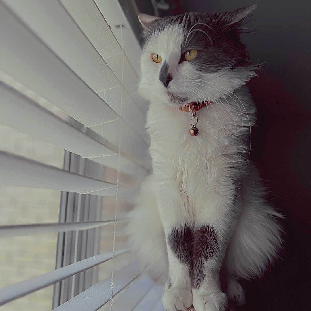 Qado is registered to the contest to win money with this photo: animal, bell, black, blinds, calm, cat, collar, domestic, feline, fluffy, indoor, looking_outside, natural_light, perch, pet, portrait, quiet, sitting, white, window