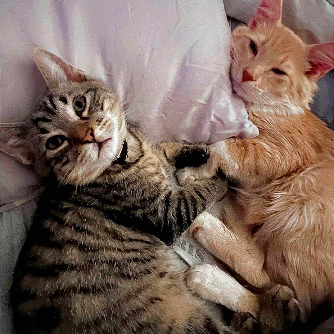 Meshko joined the competition — help win amazing prizes! animal, bed, cat, companions, cozy, cute, domestic_animal, feline, friendship, fur, ginger_cat, indoor, pet, pillow, relaxed, resting, sleepy, snuggling, tabby_cat, whiskers