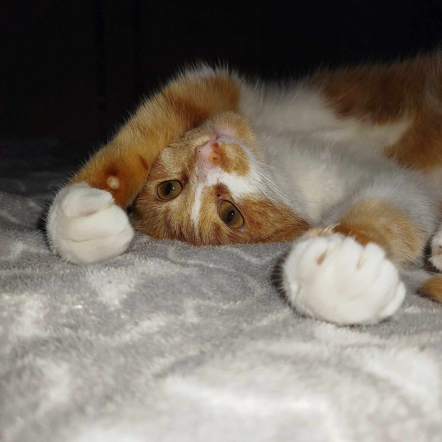 Symba participe au concours pour gagner de l'argent avec cette photo : abyssinian, animal, bed, bedroom, blanket, cat, claw, electronics, furniture, hardware, hardwood, hook, indoors, kitten, manx, person, pet, room, sleeping, wood