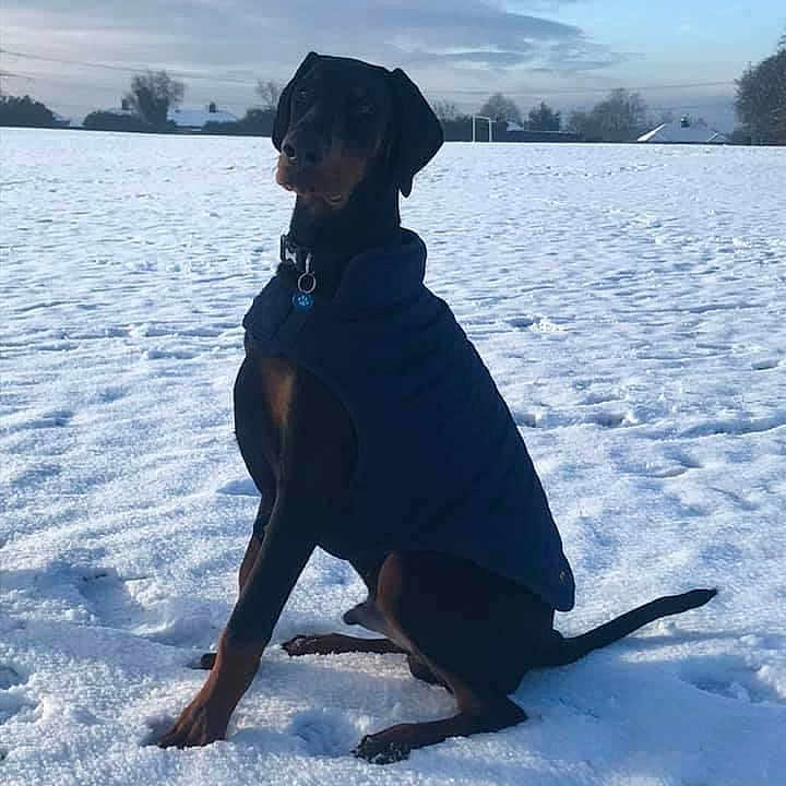 Drogo joined the competition — help win amazing prizes! carnivore, cloud, dog, dog_breed, dress, electric_blue, fun, hat, ice_cap, landscape, mammal, people_in_nature, personal_protective_equipment, sky, slope, snow, sun_hat, tree, vertebrate, winter