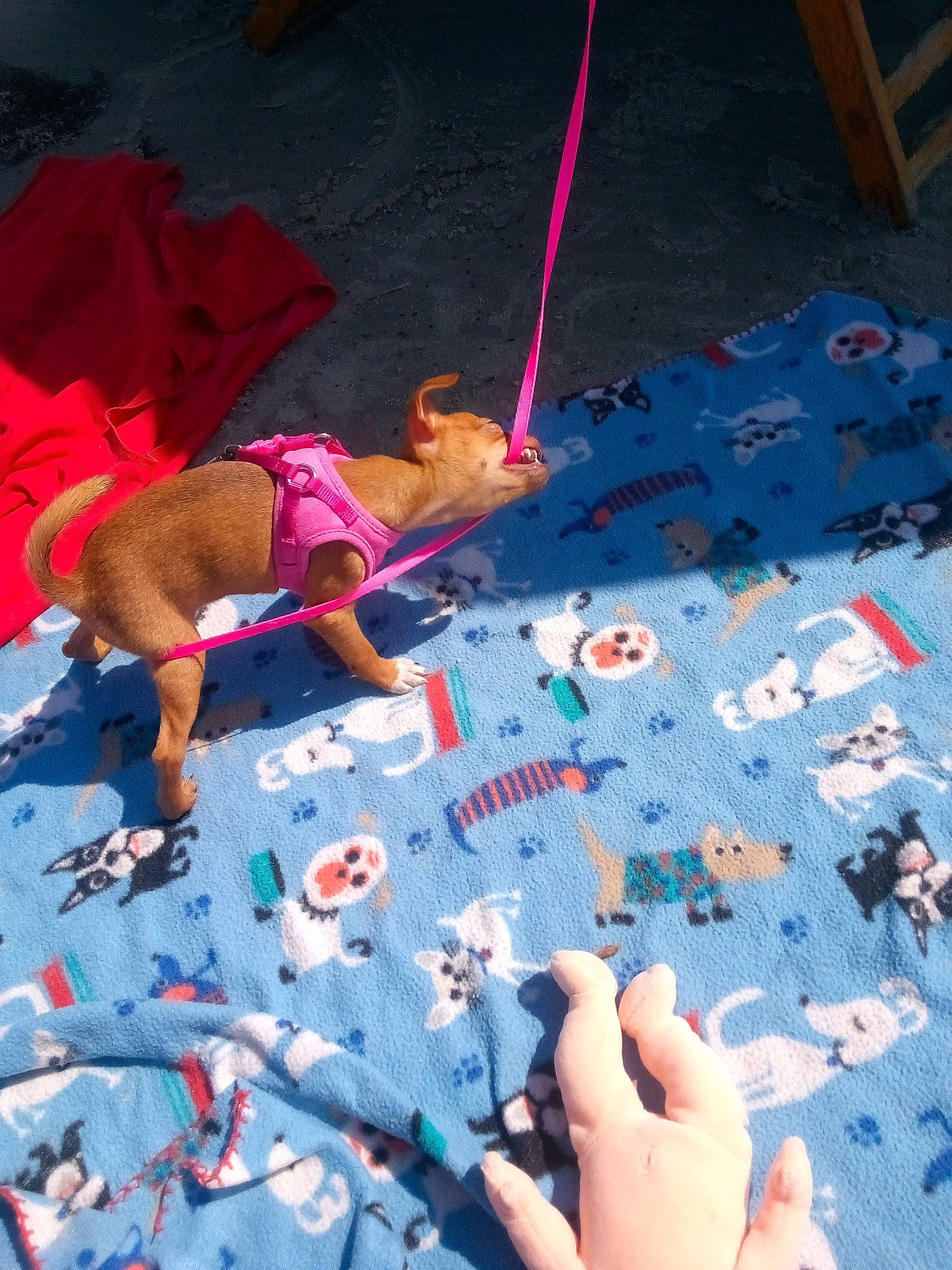 Pixxy joined the competition — help win amazing prizes! adaptation, barefoot, child, elbow, electric_blue, event, finger, flooring, fun, hand, human, human_leg, leisure, linens, photograph, recreation, snapshot, summer, t_shirt, textile