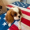Canelle a rejoint le concours — aidez-le/la à gagner de superbes lots ! american_flag, animal, bed, bedspread, brown_and_white, cavalier_king_charles_spaniel, close_up, cute, dog, floppy_ears, home, indoors, paws, pet, portrait, puppy, sitting, stars, stripes, sweater