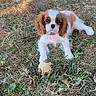 dog, puppy, cavalier_king_charles_spaniel, grass, outdoor, toy, pet, animal, brown_and_white, lying_down, cute, nature, leaf, playful, ground, small, young, fur, ears, collar
