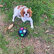 Canelle participe au concours pour gagner de l'argent avec cette photo : ball, brown_and_white, cavalier_king_charles_spaniel, dog, dog_toy, eyes, face, floppy_ears, garden, grass, leaves, natural_light, nose, outdoors, pet, playful, portrait, puppy, sitting, small_dog