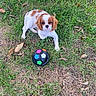 ball, brown_and_white, cavalier_king_charles_spaniel, dog, dog_toy, eyes, face, floppy_ears, garden, grass, leaves, natural_light, nose, outdoors, pet, playful, portrait, puppy, sitting, small_dog
