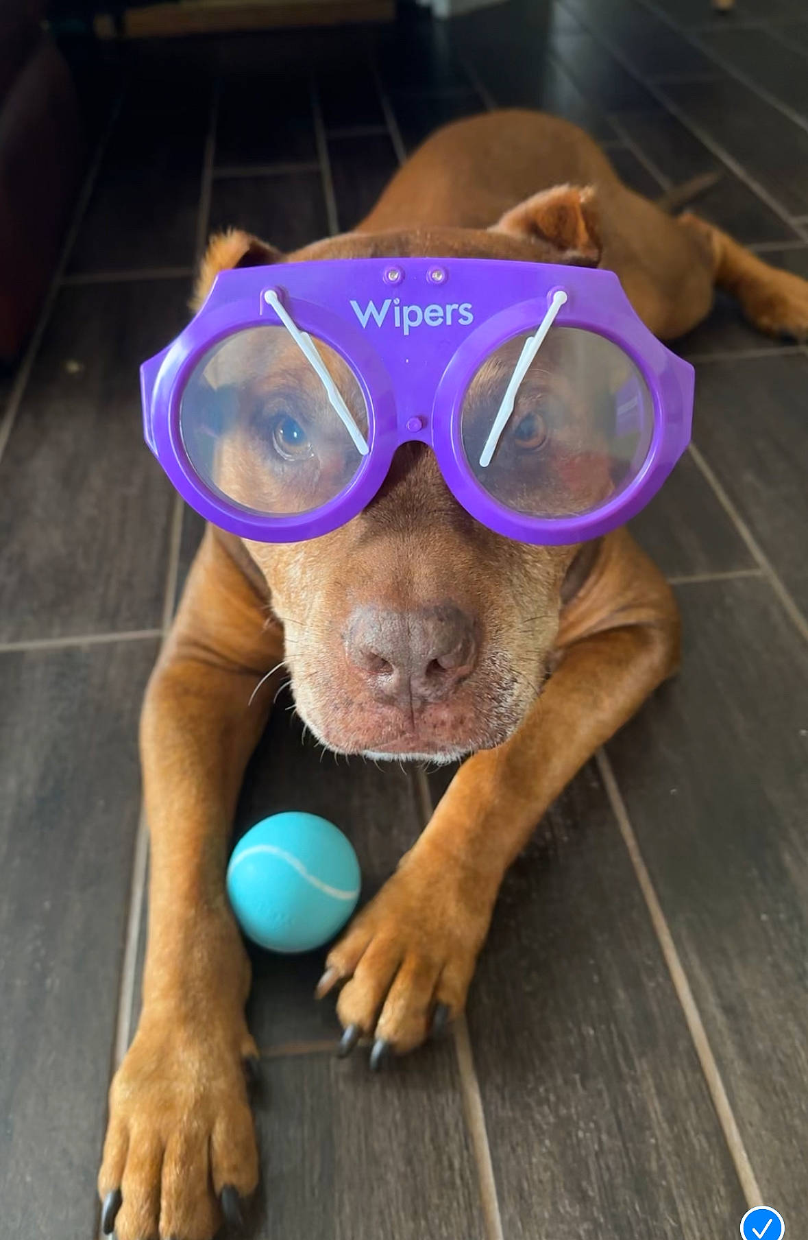Marley joined the competition — help win amazing prizes! ball, carnivore, companion_dog, dog, dog_breed, ear, electric_blue, eyewear, fawn, flooring, gesture, glasses, head, personal_protective_equipment, snout, sporting_group, sunglasses, toy_dog, vision_care, working_animal