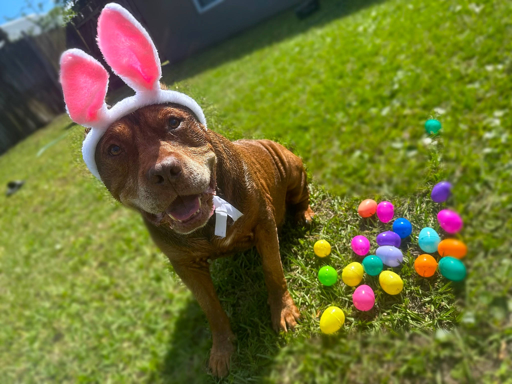 Marley joined the competition — help win amazing prizes! ball, carnivore, companion_dog, dog, dog_breed, event, fawn, fun, grass, happy, lawn, lawn_ornament, liver, mammal, plant, snout, sporting_group, toy, vertebrate, working_animal