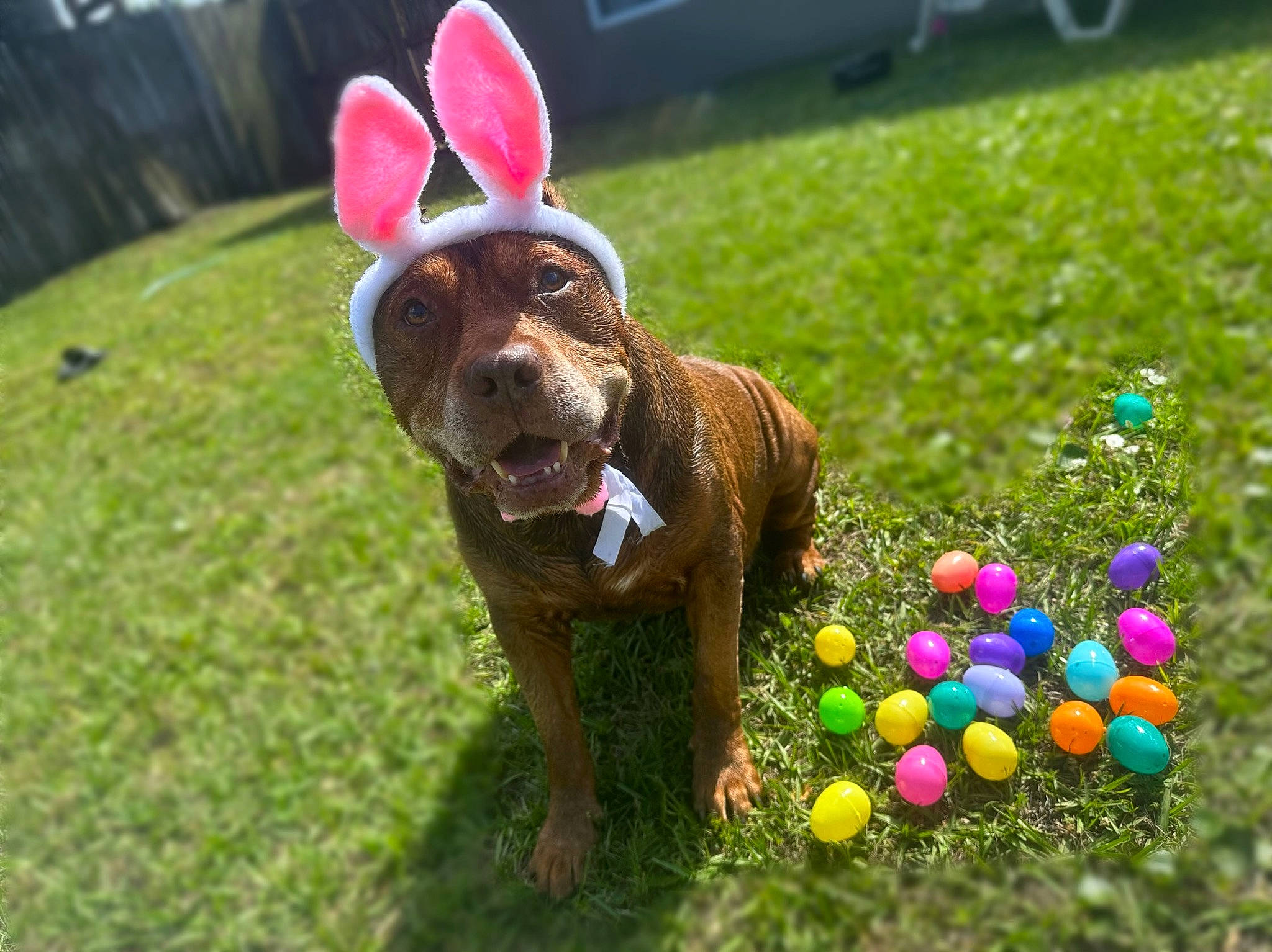 Marley is registered to the contest to win money with this photo: ball, balloon, carnivore, companion_dog, dog, dog_breed, event, fawn, grass, happy, lawn, liver, party_supply, plant, snout, sporting_group, tail, tennis_ball, toy, working_animal