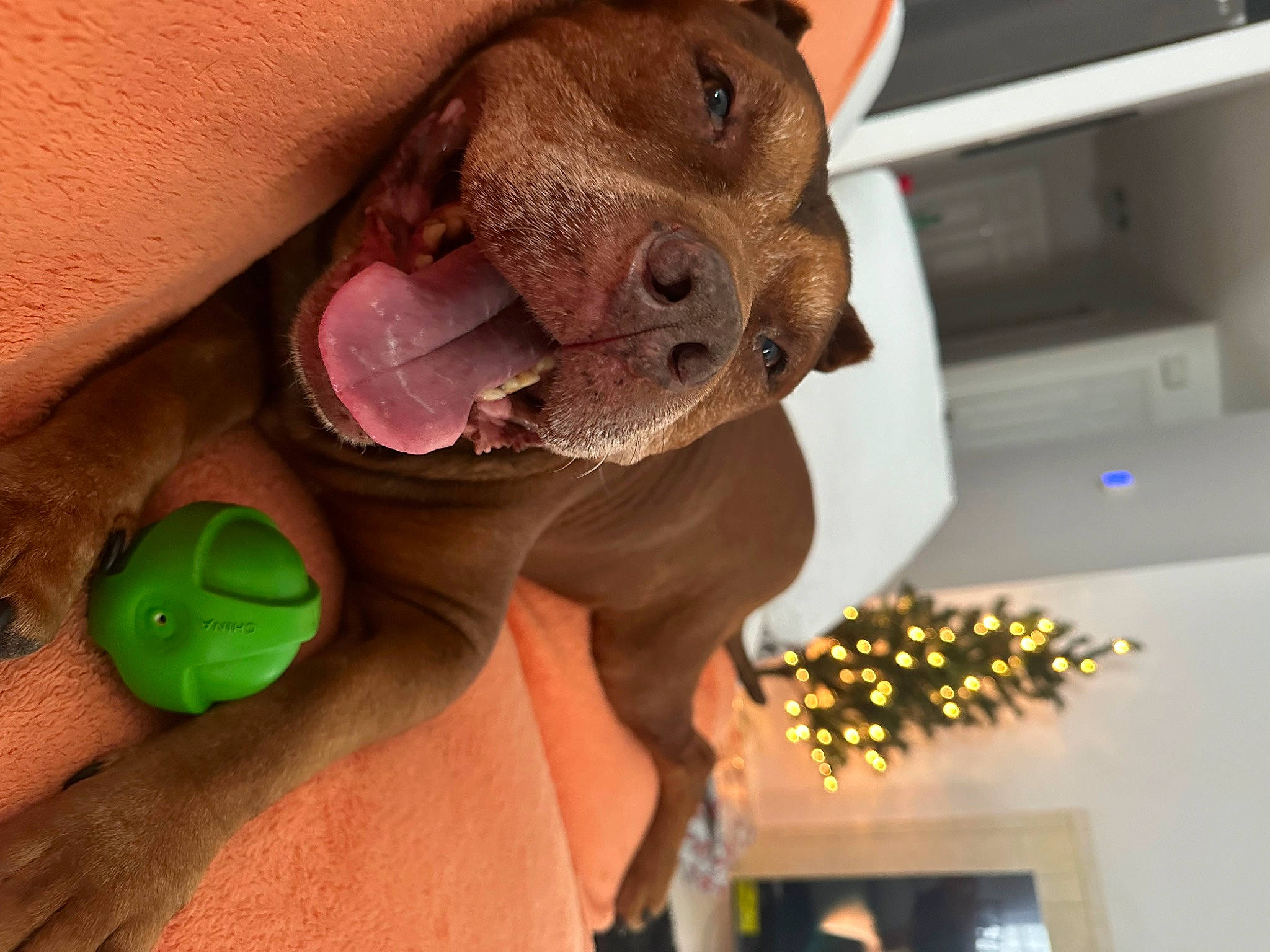 Marley is registered to the contest to win money with this photo: beard, child, ear, fashion_accessory, fawn, finger, foot, fun, hat, mouth, nail, nose, organism, personal_protective_equipment, snout, stuffed_toy, sunglasses, toy, working_animal, wrinkle