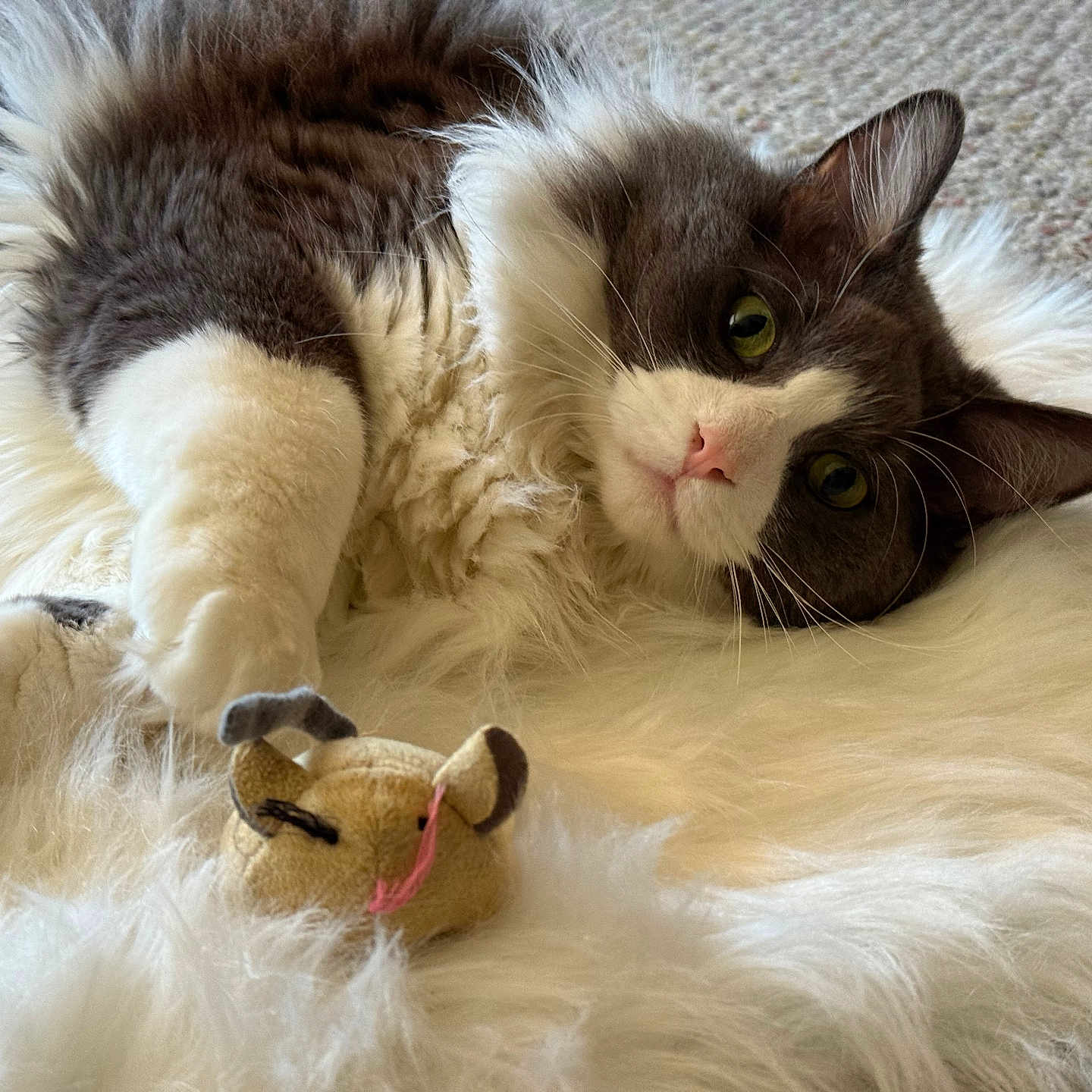 Jasper is registered to the contest to win money with this photo: animal, carpet, cat, close_up, cozy, cute, feline, fluffy, fur, gray_and_white, green_eyes, indoor, lying_down, paw, pet, playful, relaxed, soft_rug, toy_mouse, whiskers