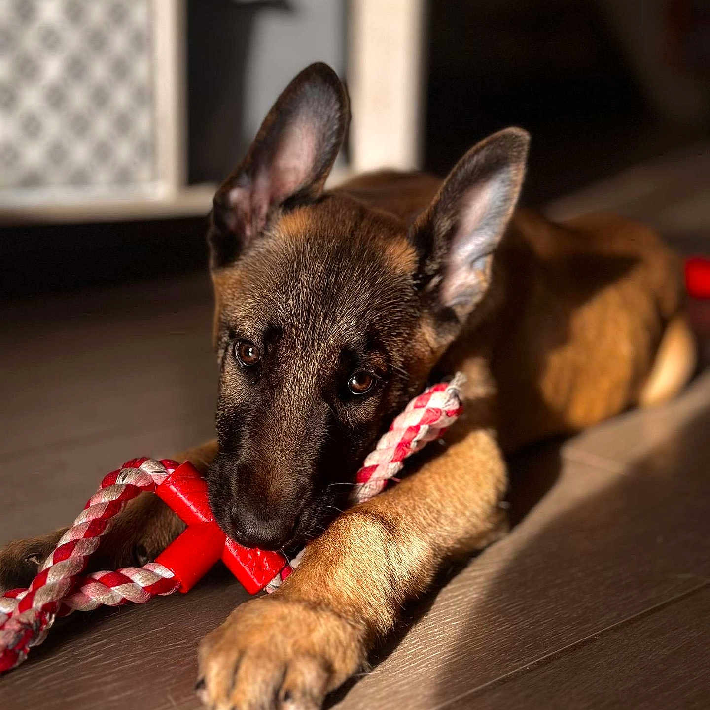 Aston a rejoint le concours — aidez-le/la à gagner de superbes lots ! accessories, animal, canine, dog, germanshepherd, hound, indoors, interiordesign, leash, person, pet, policedog, puppy, racket, snout, sport, strap, tennis, tennisracket, walkingdog