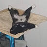 Oreo joined the competition — help win amazing prizes! cat, black_and_white, cat_perch, indoor, relaxed, pet, animal, feline, upside_down, legs_up, fur, white_paws, resting, home, cute, funny_pose, comfortable, wall, soft_surface, sleeping
