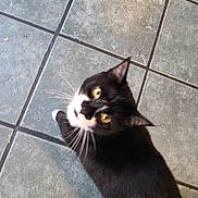 Oreo joined the competition — help win amazing prizes! cat, black_and_white, indoor, floor, tile, pet, animal, whiskers, yellow_eyes, looking_up, curious, fur, paw, foot, human, domestic, cute, companion, playful, closeup