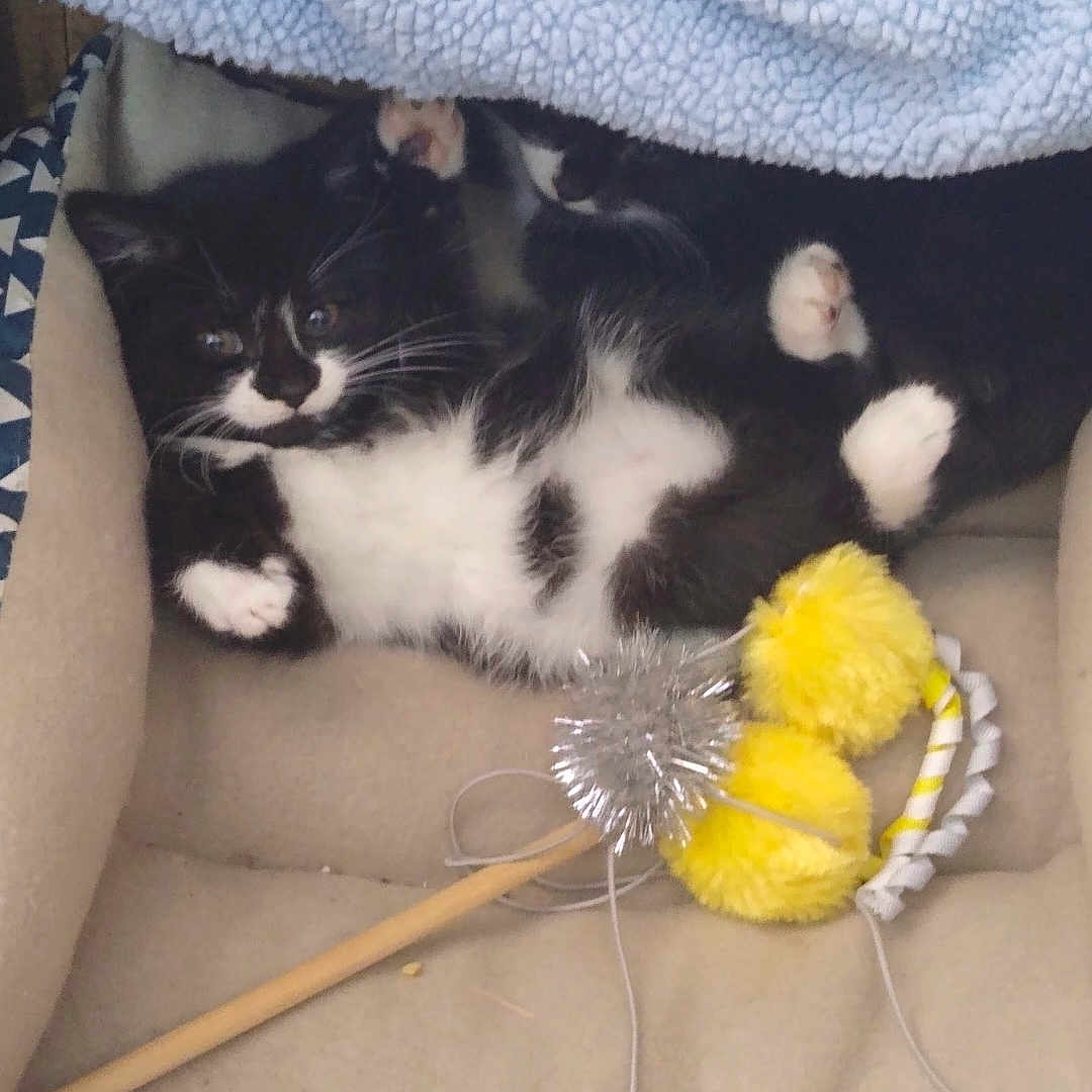 Oreo