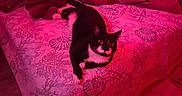 Oreo is registered to the contest to win money with this photo: animal, bed, black_and_white, blanket, cat, cozy, cute, domestic, fabric, feline, fur, home, indoor, pet, red_light, relaxed, resting, room, seashell_pattern, whiskers