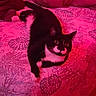 Oreo is registered to the contest to win money with this photo: cat, bed, blanket, indoor, black_and_white, animal, pet, feline, resting, seashell_pattern, fabric, fur, whiskers, cute, relaxed, home, cozy, red_light, room, domestic